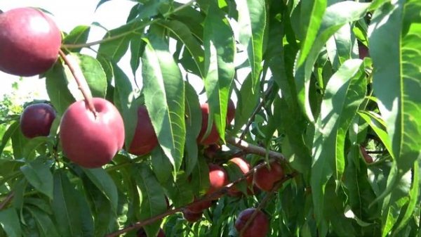 Самый зимостойкий и урожайный нектарин в нашей коллекции Спутник Фантазии