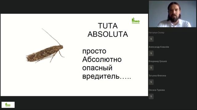 Томатная минирующая моль Tuta Absoluta смотреть онлайн