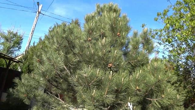 ФОРМИРУЮЩАЯ ОБРЕЗКА запущенной СОСНЫ