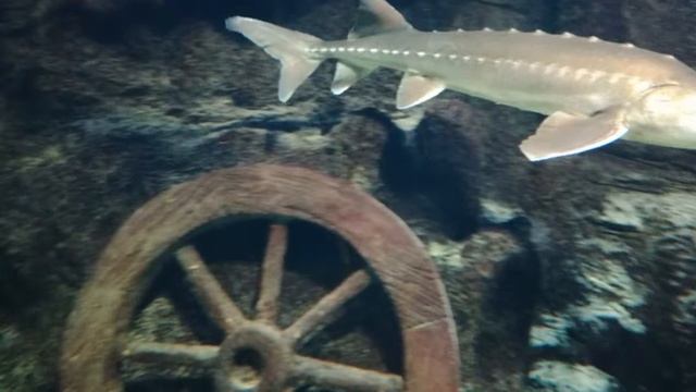 Рождественские каникулы в Москве, часть 5. смотреть онлайн