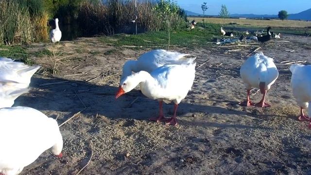 Funny Farm Animals Compilation - Willis Caught Stealing Food - OCL Smile смотреть онлайн