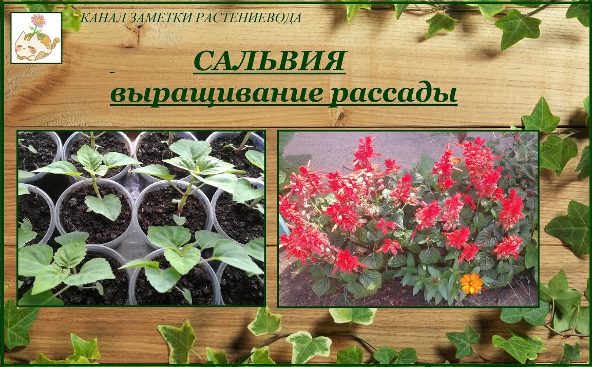 Сальвия сверкающая выращивание рассады от посева до цветения смотреть онлайн
