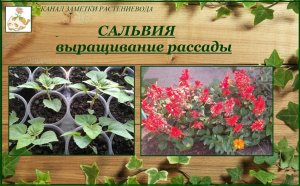 Сальвия сверкающая выращивание рассады от посева до цветения