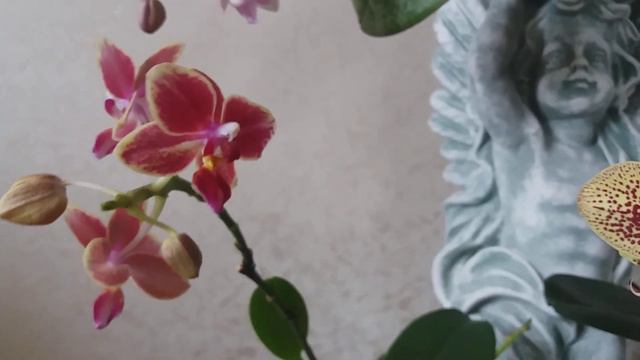 Январь 2019: цветение орхидей Шилириана, Биг Бэн и другие | Елена Курбатова смотреть онлайн