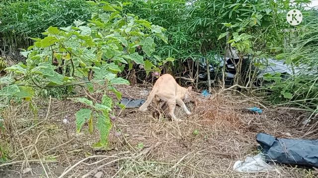 KUCING,KUCING KAWIN,JADI WASIT KUCING KAWIN KUAT 4 RONDE,LA DIRIMU || CAH CONSLET2