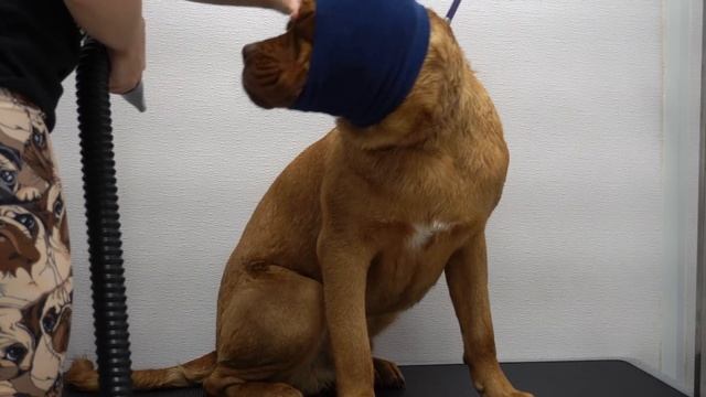 Mastiff dog pouts during his groom | The LARGEST head in the canine kingdom смотреть онлайн