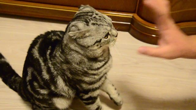 Шотландский кот Семен попытка разыграть... смотреть онлайн
