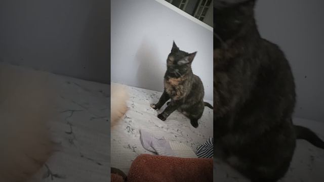 Белка и Ночка, кошки смотреть онлайн