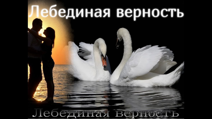 ♫ ЛЕБЕДИНАЯ ВЕРНОСТЬ !!! SWAN LOYALTY !!!.mp4 смотреть онлайн