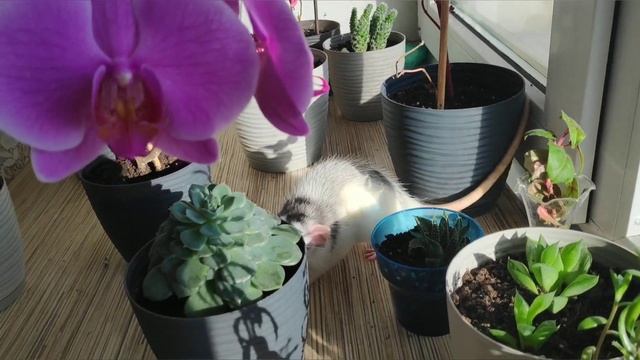 Почему нужно завести крысу. Милые домашние крысы? Влог/Vlog #50 dumbo rat смотреть онлайн