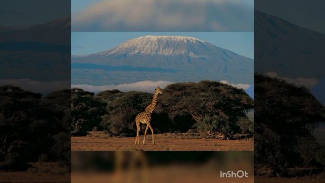 kilimanjaro mountain view смотреть онлайн