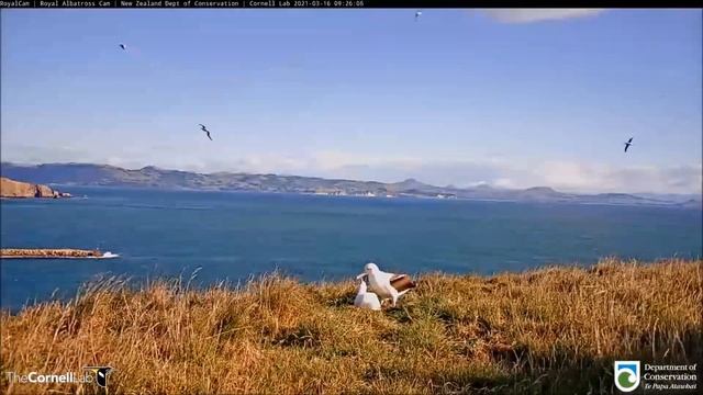 Live Royal Albatross. Mom LGL flew in - Королевский альбатрос. Мама LGL прилетела. смотреть онлайн