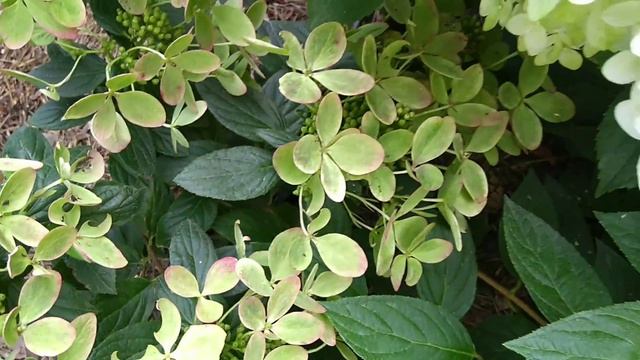 27июля2019 Цветение спустя 2недели Карликовой Метельчатой Гортензии Pastell Green✌️? смотреть онлайн