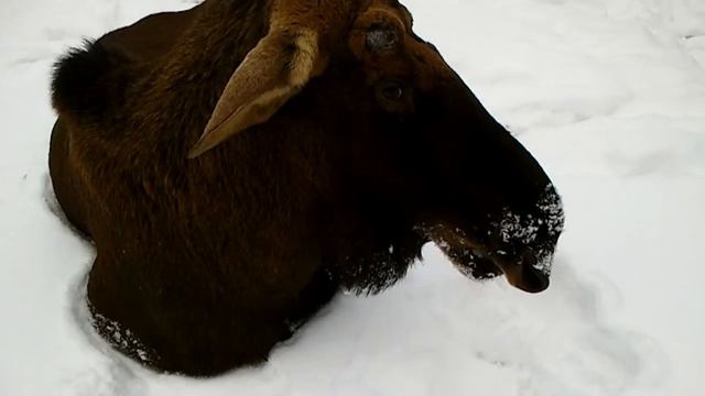 ЛОСИХА смотреть онлайн