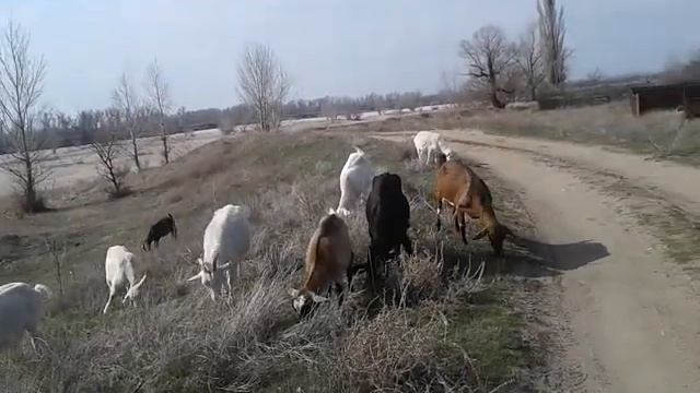 В каком возрасте покупать козу?? смотреть онлайн