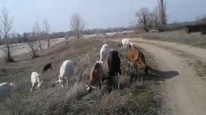 В каком возрасте покупать козу??