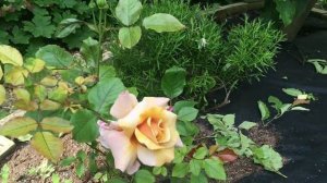 Роза Magic Moment. Май 2023г