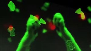 Дискотека у кошек