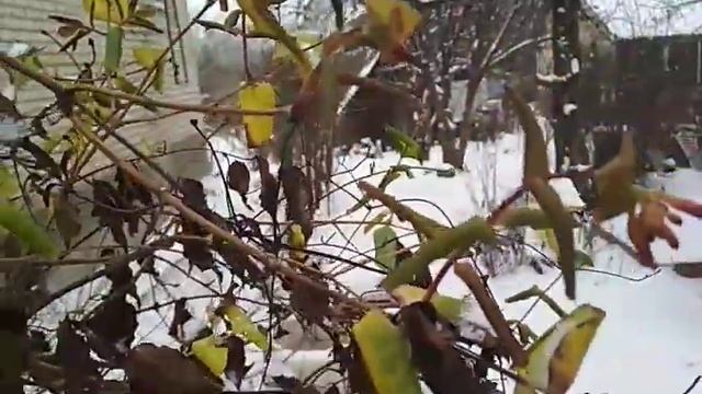 жимолость Брауна(Lonicera brownii) в декабре смотреть онлайн