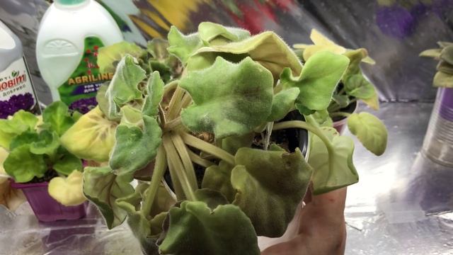 ПОЧЕМУ У ФИАЛКИ ЖЕЛТЕЮТ ЛИСТЬЯ? 7 ГЛАВНЫХ ПРИЧИН! Срочно исправляйте ПОКА СТАЛО НЕ ПОЗДНО! смотреть онлайн