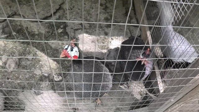 Спасённые бельчата в 2019 г. Бахчисарайский зоопарк. Крым. смотреть онлайн