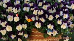 Виола ампельная Виолет Винг ? виола Виолет Винг обзор: как сажать семена виолы Виолет Винг