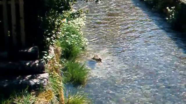 Кряква против течения смотреть онлайн