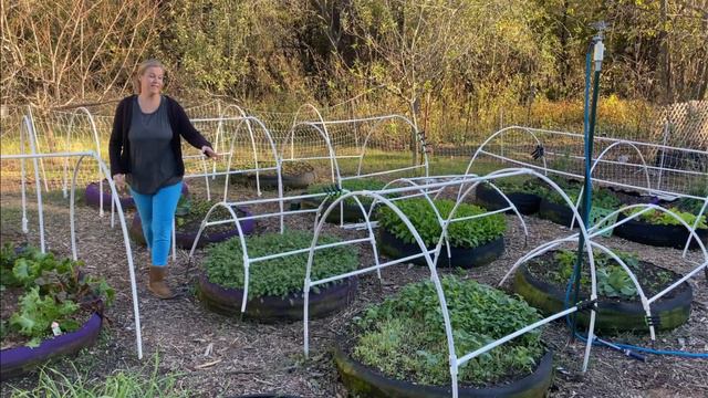 🌱 Tour Of Our Fall/Winter Vegetable & Herb Gardens After Our First Freeze! Mid November, Zone 7 OK смотреть онлайн