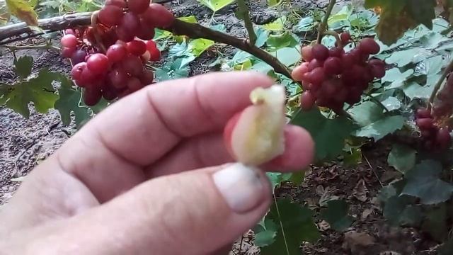 виноград Роза красная -- опредиляем срок созревания смотреть онлайн