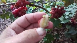 виноград Роза красная  --  опредиляем срок созревания