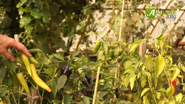 Острый перец | Виды и особенности смотреть онлайн