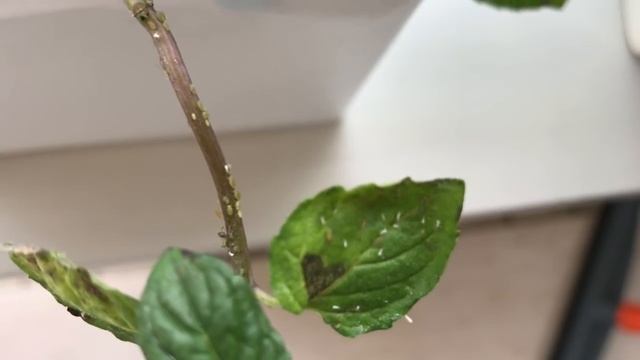 минимализм: украшаю дом - цветами! смотреть онлайн