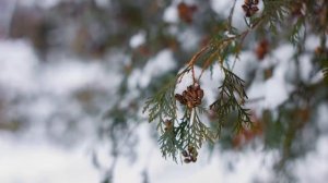 Успокаивающие звуки пения птиц зимним утром.