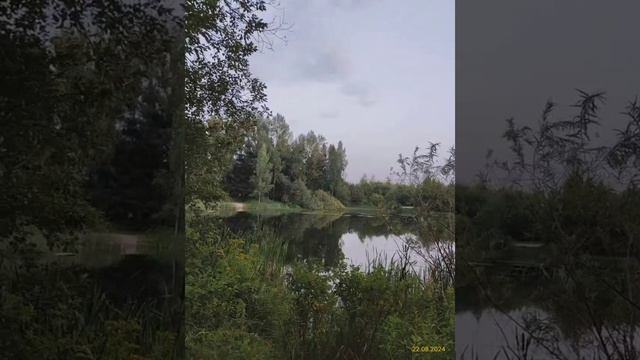 Дачный пруд 22.08.2024