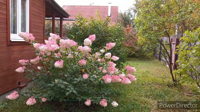 ДАЧНЫЕ ЗАРИСОВКИ. Гортензии продолжают менять цвет! Как они красивы!!! /19.09.23г. смотреть онлайн