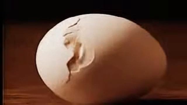 вылупление цыпленка. замедленная съемка смотреть онлайн