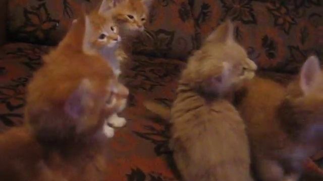 котята питомника MisterCoon г. Ижевск смотреть онлайн