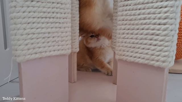 Little kittens eat Raw Meat 🥩 and playing with each other смотреть онлайн