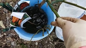 ПОСАДКА РОЗ ВЕСНОЙ