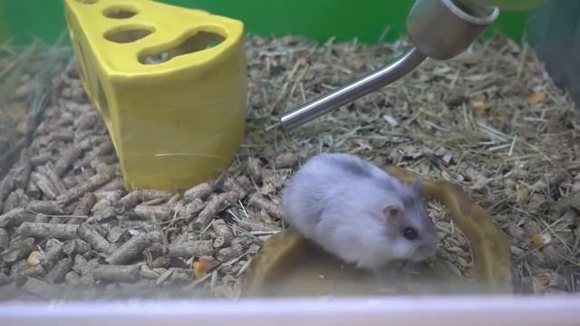 Закупаем корм мешками. Катя просит крысу смотреть онлайн