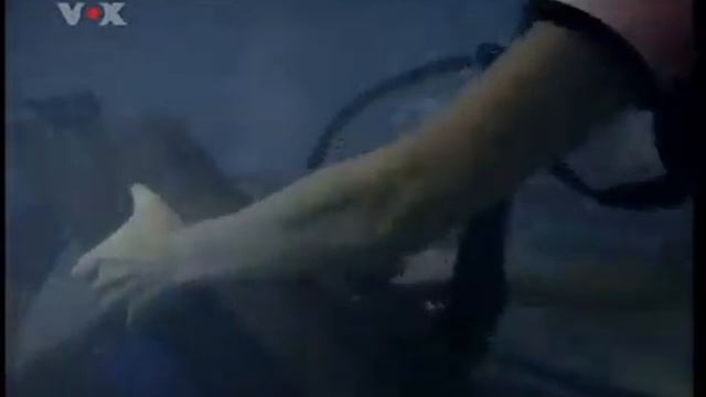 Scuba Woman find trapped Diver in Wreck underwater смотреть онлайн