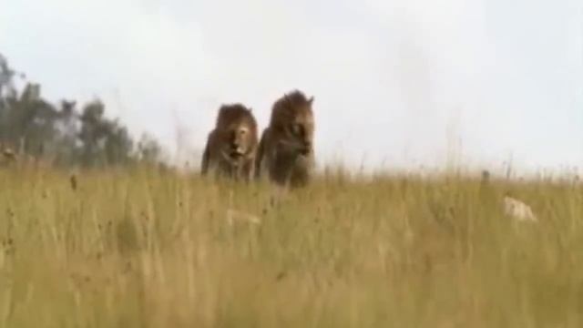 САМЫЕ УЖАСНЫЕ ВЫМЕРШИЕ ЖИВОТНЫЕ, жившие в одно время с первобытным человеком смотреть онлайн