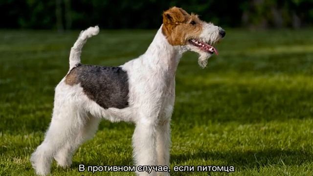 Фокстерьер: описание породы собак