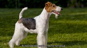 Фокстерьер: описание породы собак