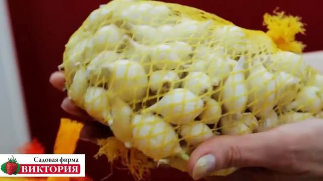 1 Лук севок. Выбираем сорт. Шалот. Сноу болл. Штургартенризен. смотреть онлайн