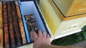весенняя работа с пчелами - подсиливание слабого отводка и ослабление семьи которая может отроиться