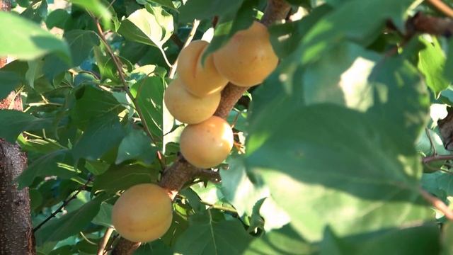 Абрикос КОНГАТ созрел 30.08. / Поздний сорт приятного сладкого вкуса смотреть онлайн