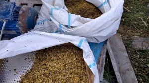 Измельчение махорки. Один из способов.