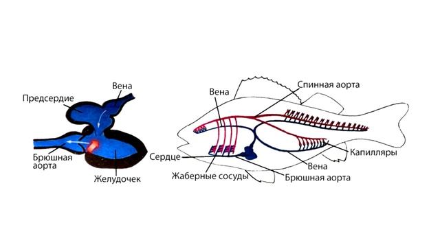 Надкласс Рыбы. Строение смотреть онлайн