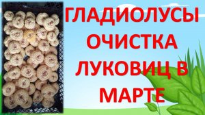 Гладиолусы подготовка луковиц к посадке весной. Как выращивать гладиолусы. Гладиолусы уход весной.